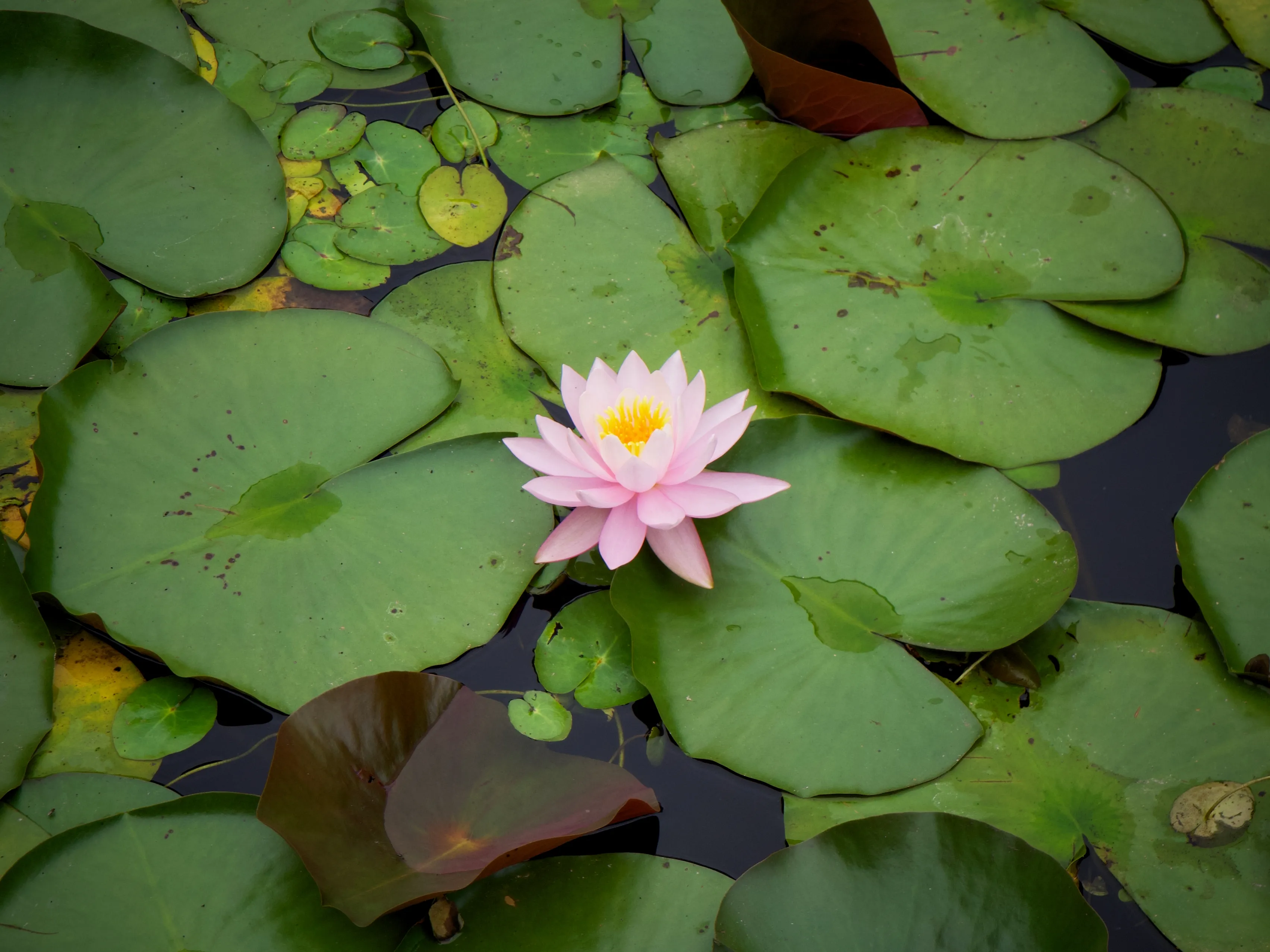 Flowers Blooming Gallery - Picture 12